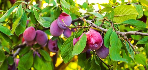 How to grow a sweet and juicy plum: three rules of care and how to feed in the spring
