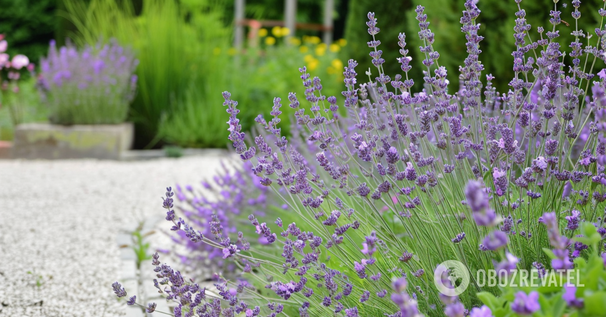 Should you prune lavender in spring: care tips