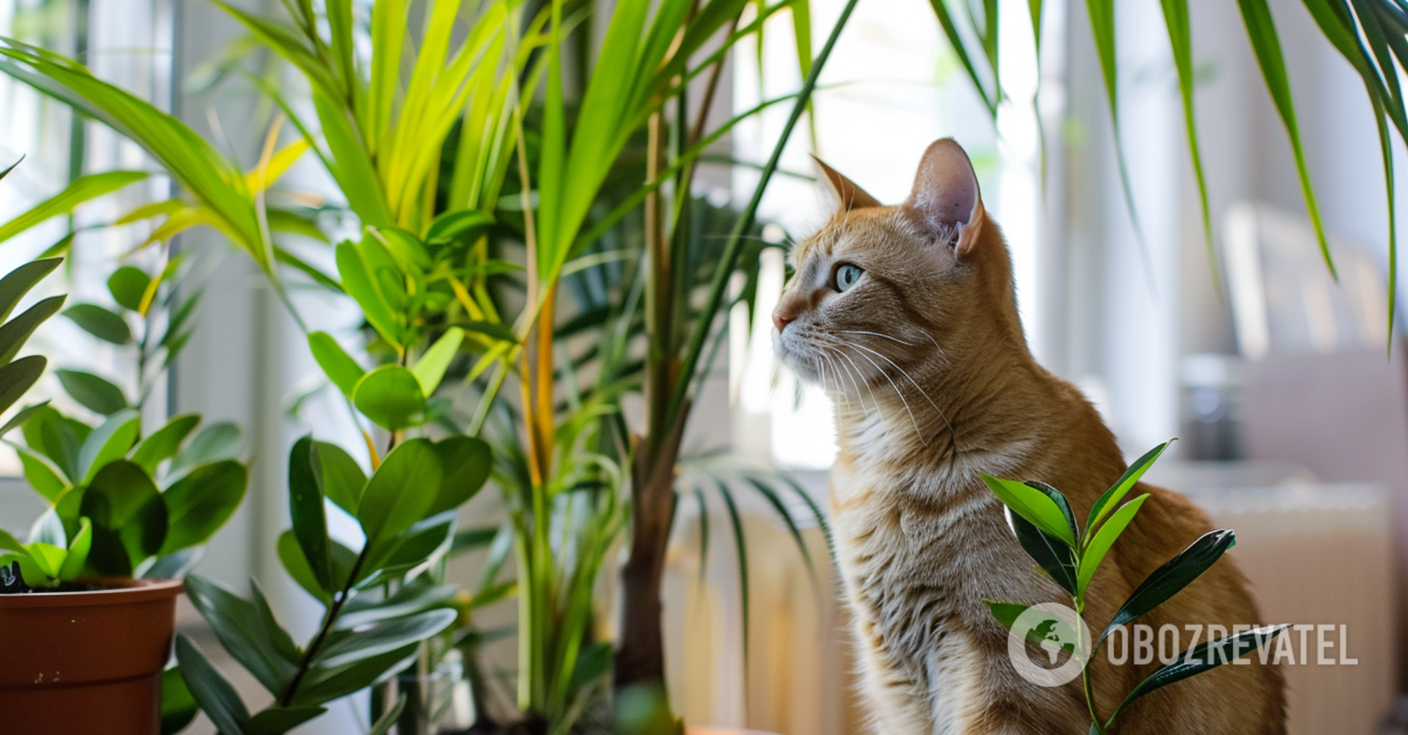 What indoor plants do cats like: safe and fragrant flowers