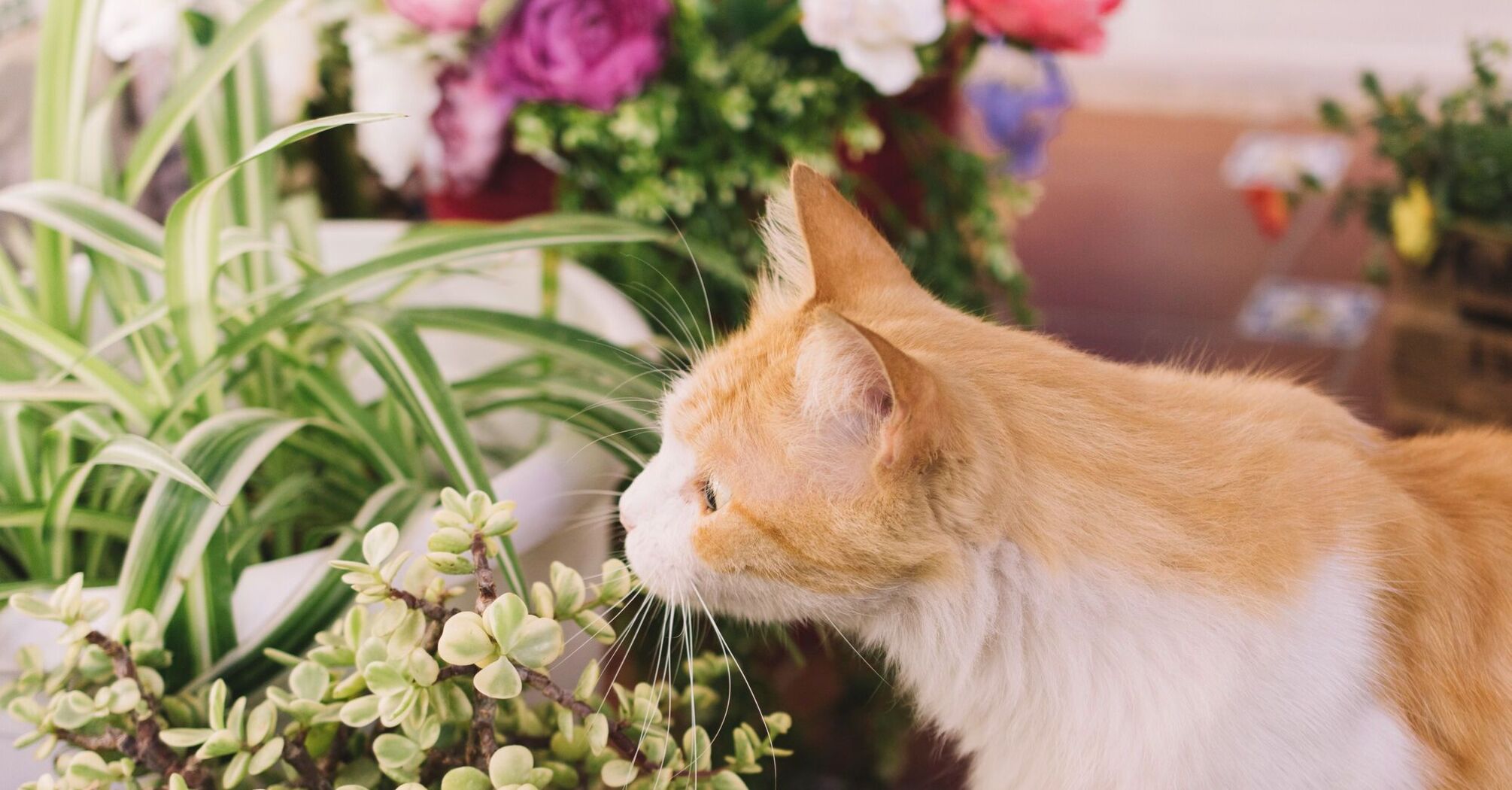 Практические советы по обучению домашних животных от поедания комнатных растений