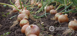 Rich harvest will surprise all your neighbors: what to soak onions in before planting