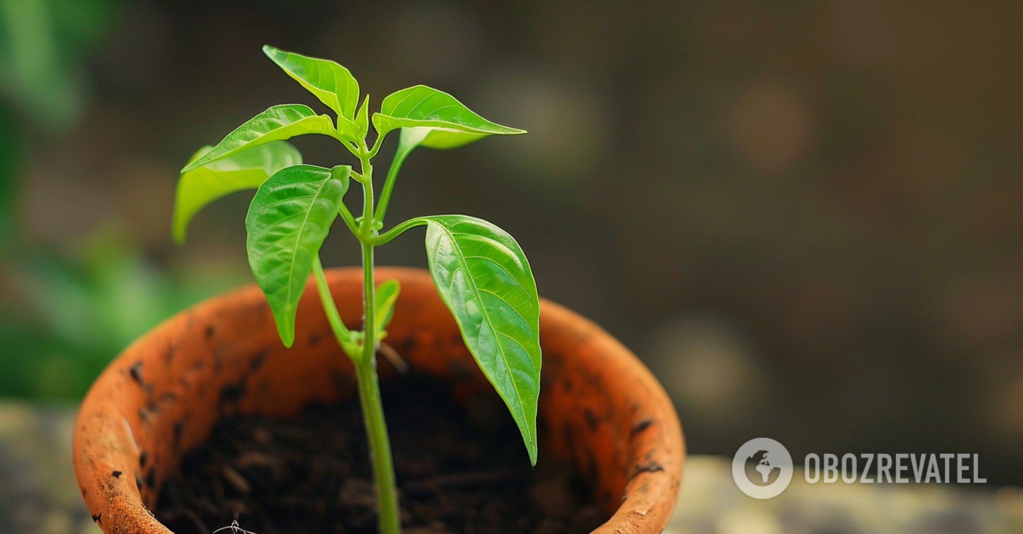 How to grow chili peppers at home: care features