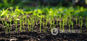 Sowing calendar for April: what days should plants be planted and grafted