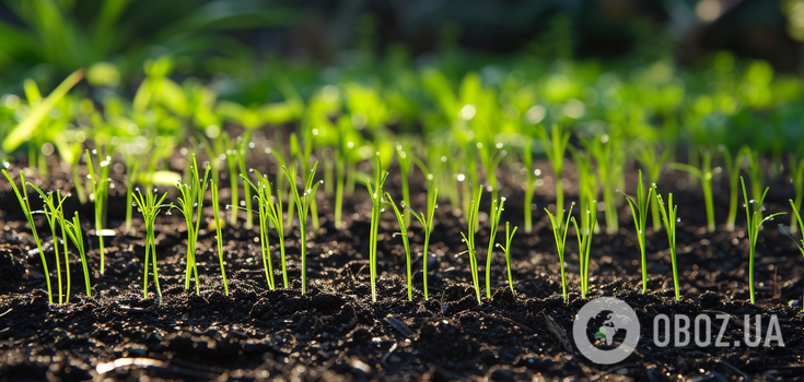 Sowing calendar for April: what days should plants be planted and grafted