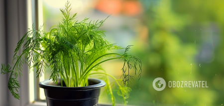 How to grow dill and parsley on a windowsill: simple tips