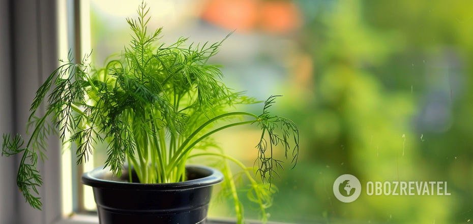 How to grow dill and parsley on a windowsill: simple tips