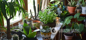 Take up very little space: the best houseplants for a small home