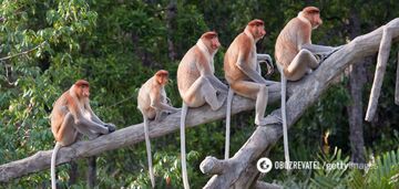 Naukowcy rozwiązali zagadkę utraty ogona u ludzi: pomógł ukraiński naukowiec i uraz taksówki