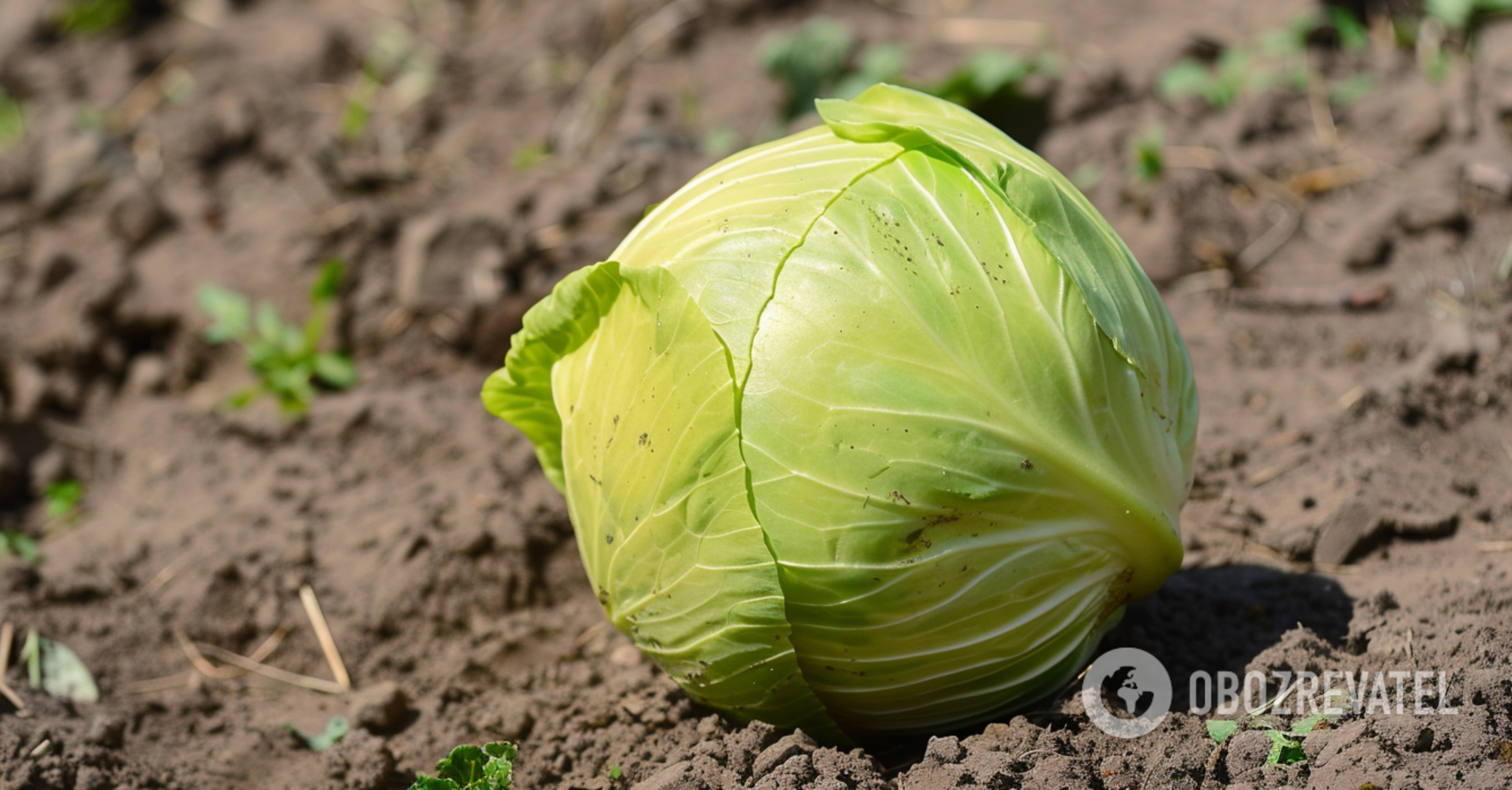 How to grow a giant cabbage: not everyone knows this secret