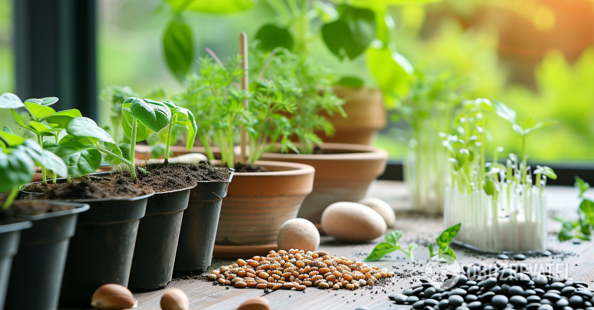 What edible herbs are the easiest to grow at home: a list