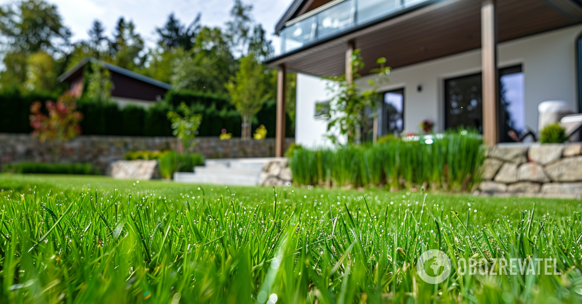 How to make your lawn thick: just one item from the kitchen will help