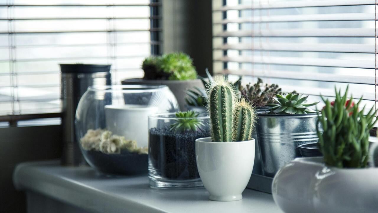 Воздействие комнатных растений на удачу и благосостояние: народные приметы