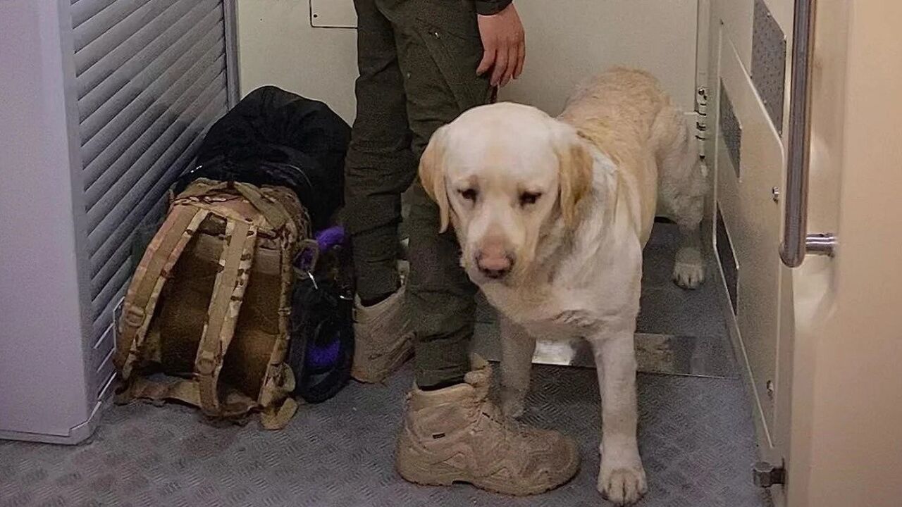 After the scandal with the military and service dog, Ukrzaliznytsia made an important decision
