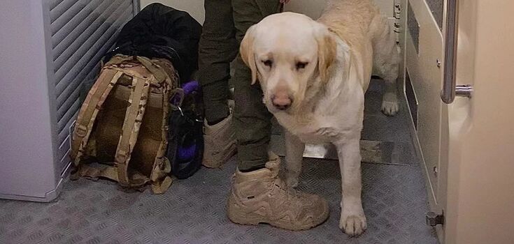 After the scandal with the military and service dog, Ukrzaliznytsia made an important decision