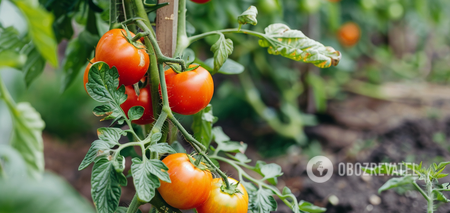 What tomatoes are best for growing in a greenhouse and canning: varieties