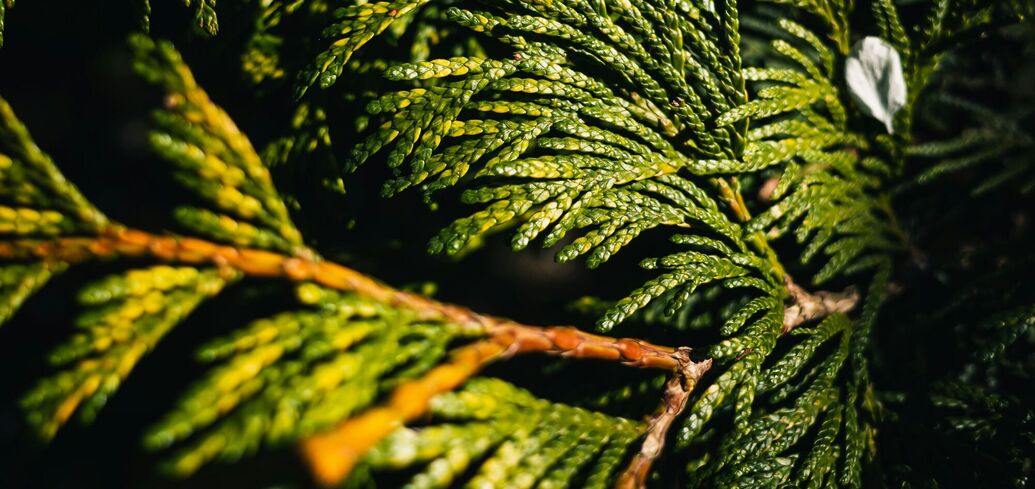 Як оживити пожовклу тую