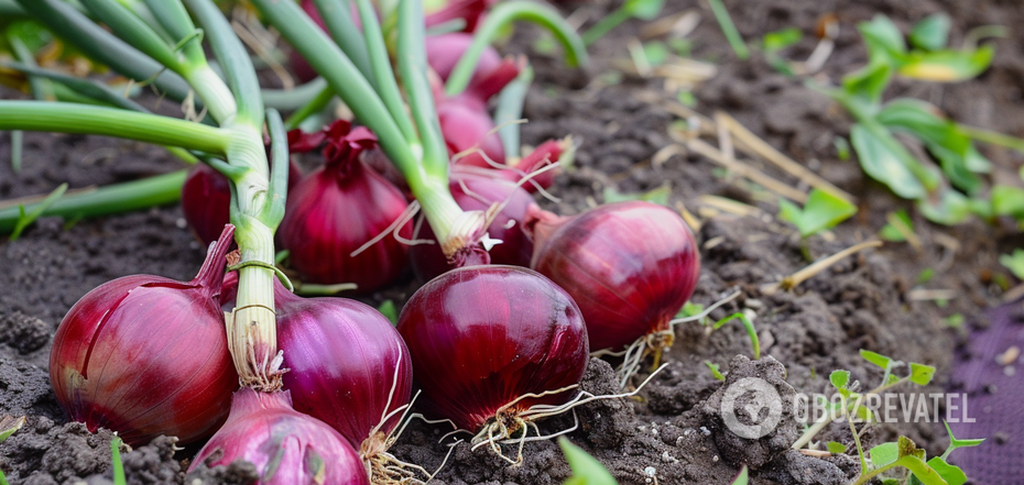 How much onions to sow for a family to last a year: tips