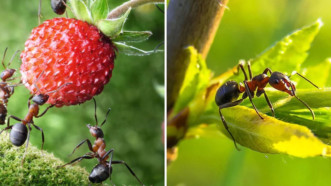 How to get rid of ants in the garden: a foolproof spring method