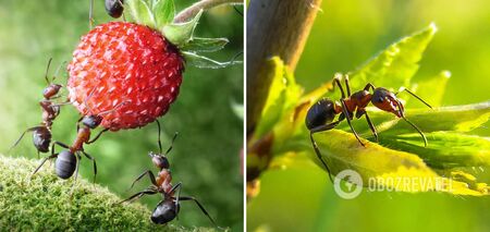 How to get rid of ants in the garden: a foolproof spring method
