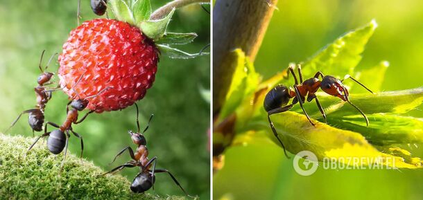 How to get rid of ants in the garden: a foolproof spring method