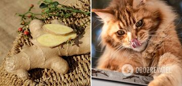 Your body will be grateful: top 6 healthy reasons to eat ginger in winter