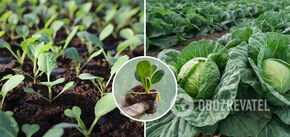 When to sow cabbage for seedlings: tips for a giant harvest