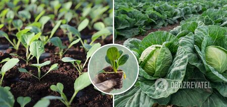 When to sow cabbage for seedlings: tips for a giant harvest