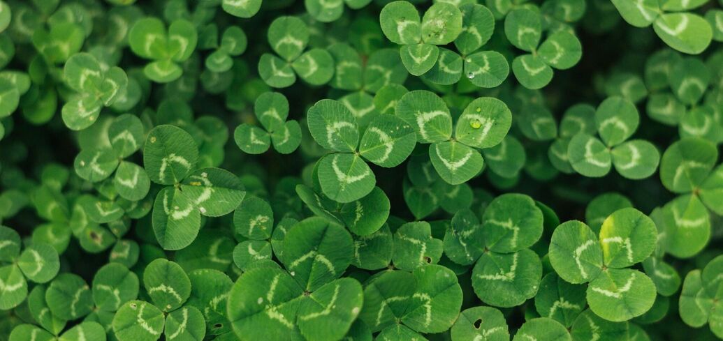Плюсы и минусы газона из клевера
