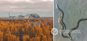 Dziwne rzeczy znalezione w DNA robaków z Czarnobyla: czego dowiedzieli się naukowcy