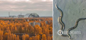 Dziwne rzeczy znalezione w DNA robaków z Czarnobyla: czego dowiedzieli się naukowcy