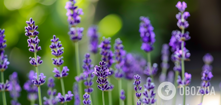 When to plant lavender: what are the types and features of care