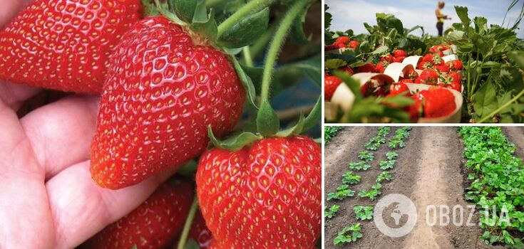 How to plant strawberries in spring to ensure bountiful harvest