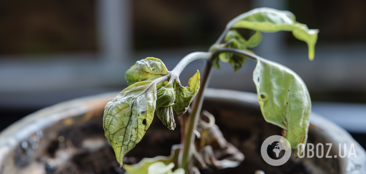 How to avoid blackening seedlings: tips for beginners