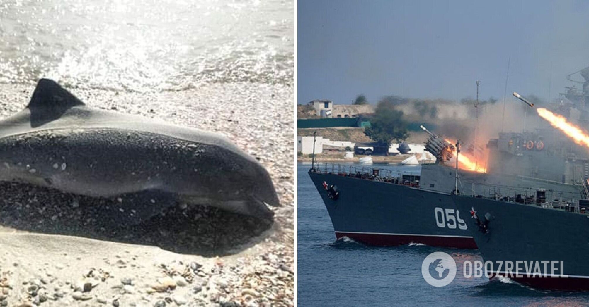 Dolphins are dying en masse in Crimea, but the occupiers do not see it as a problem
