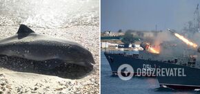 Delfiny masowo umierają na Krymie, ale okupanci nie widzą w tym problemu