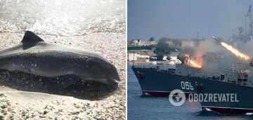 Delfiny masowo umierają na Krymie, ale okupanci nie widzą w tym problemu