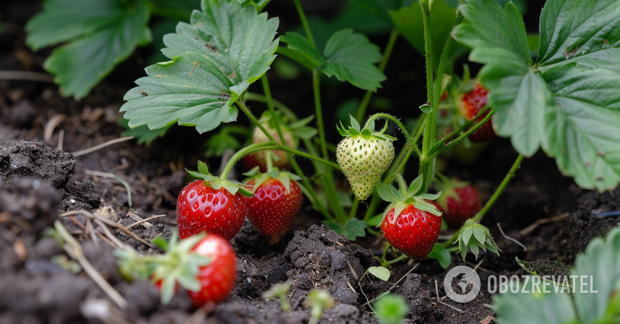 How to fertilize strawberries in spring to have a plentiful harvest: two useful options