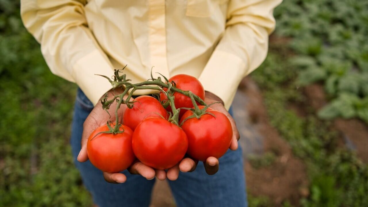 From onion peel to bird droppings: what to put in the hole before planting tomatoes