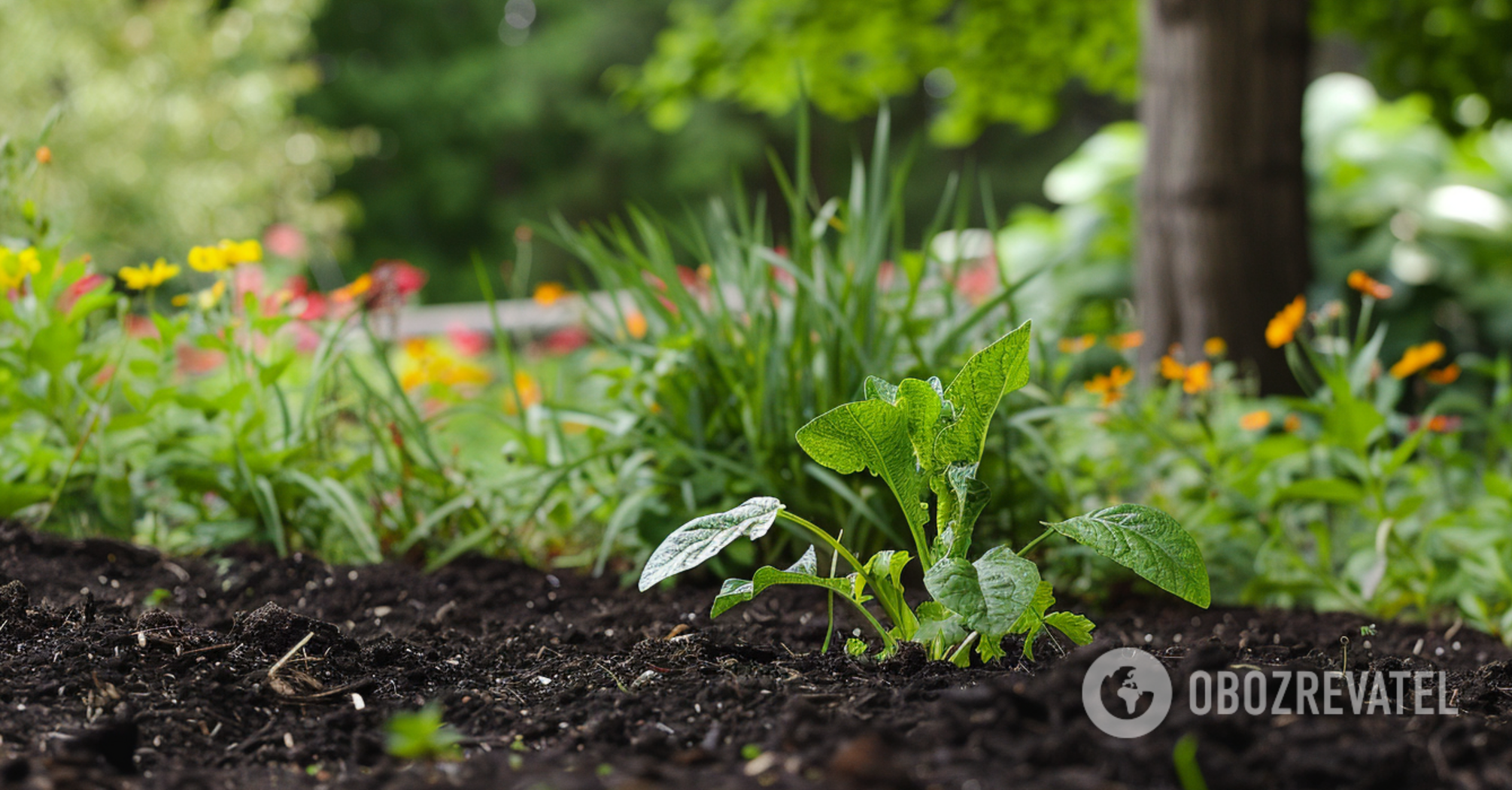 How to increase soil fertility: the most effective methods