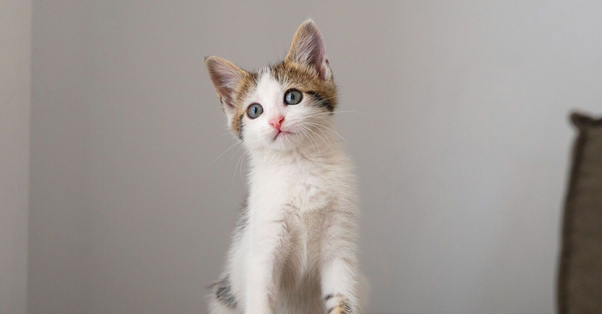 Ефективні способи подружитися з кішкою