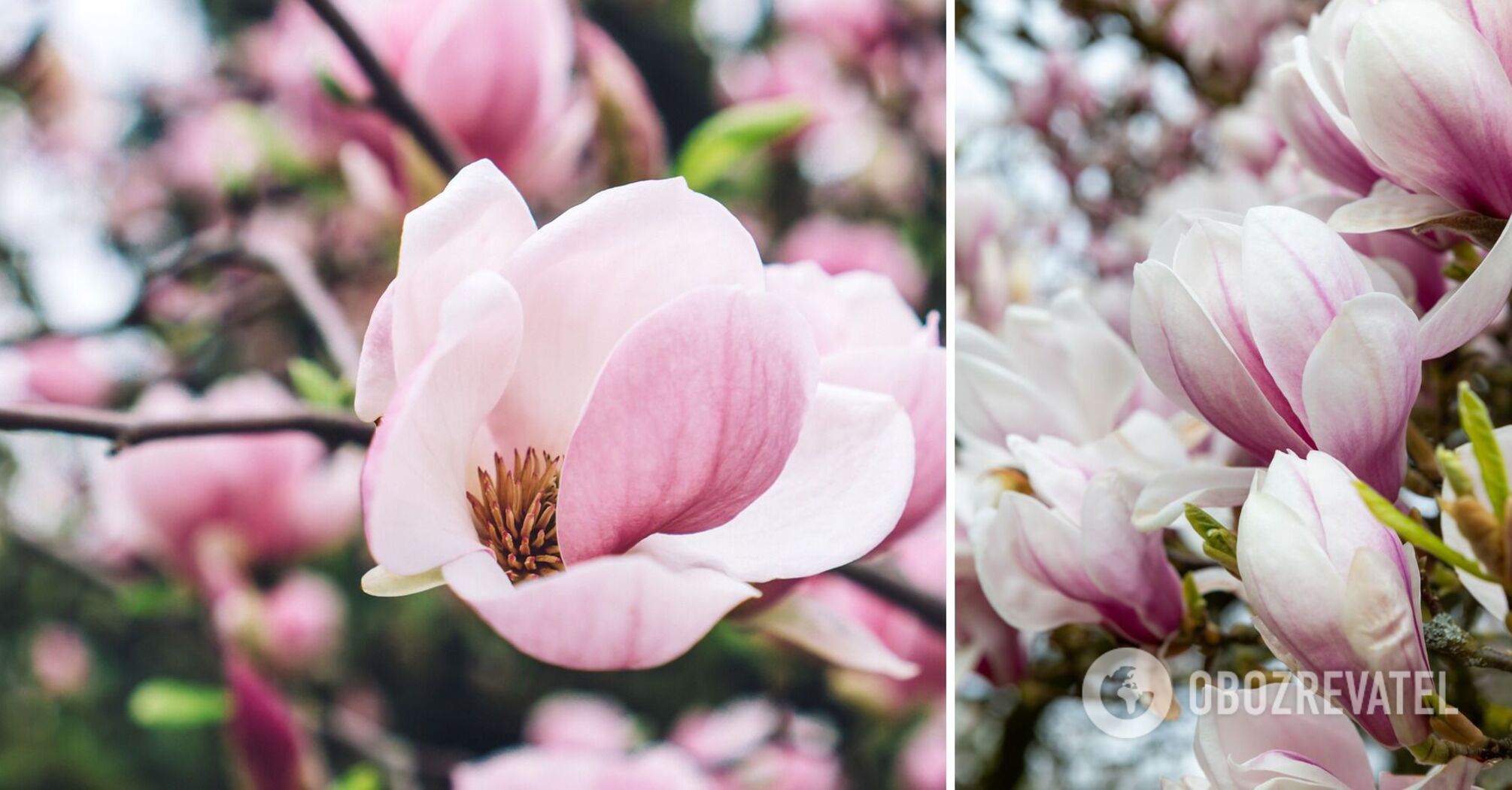 Blooming Europe: top cities to visit this spring