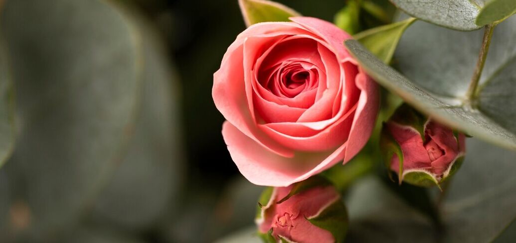 There will be a lot of flowers: what to feed roses with so that they are lush