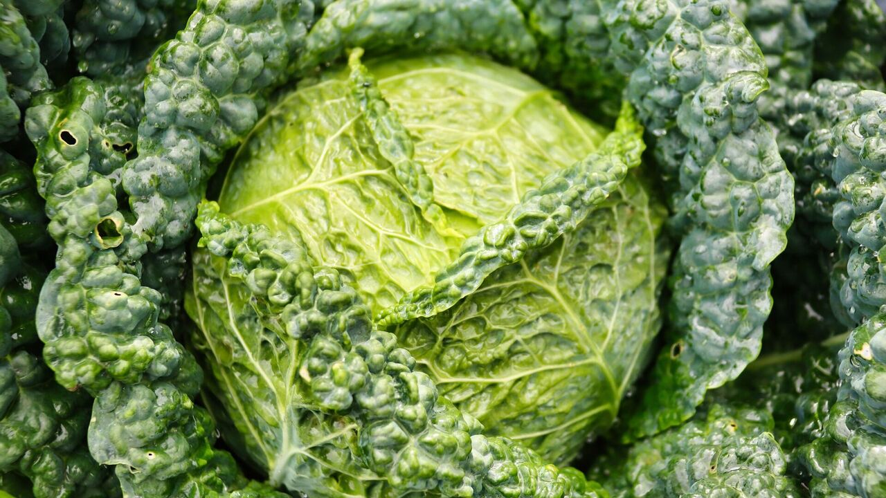 What to cook with cabbage