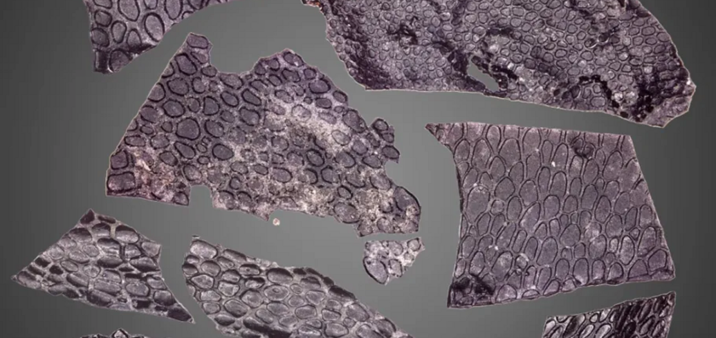 Ученые нашли в США окаменевшую кожу рептилии, жившую еще до появления динозавров