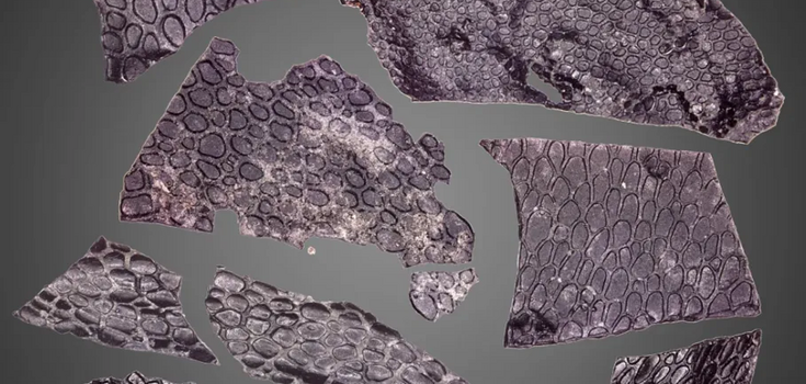 Ученые нашли в США окаменевшую кожу рептилии, жившую еще до появления динозавров