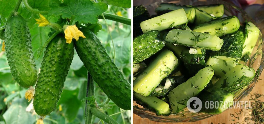 What is the uniqueness of cucumbers and who is forbidden to eat them