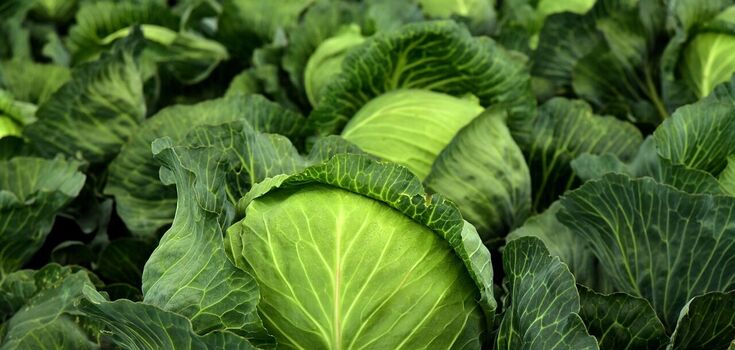 Защита сердца и предотвращение появления рака: какую еще пользу имеет брокколи