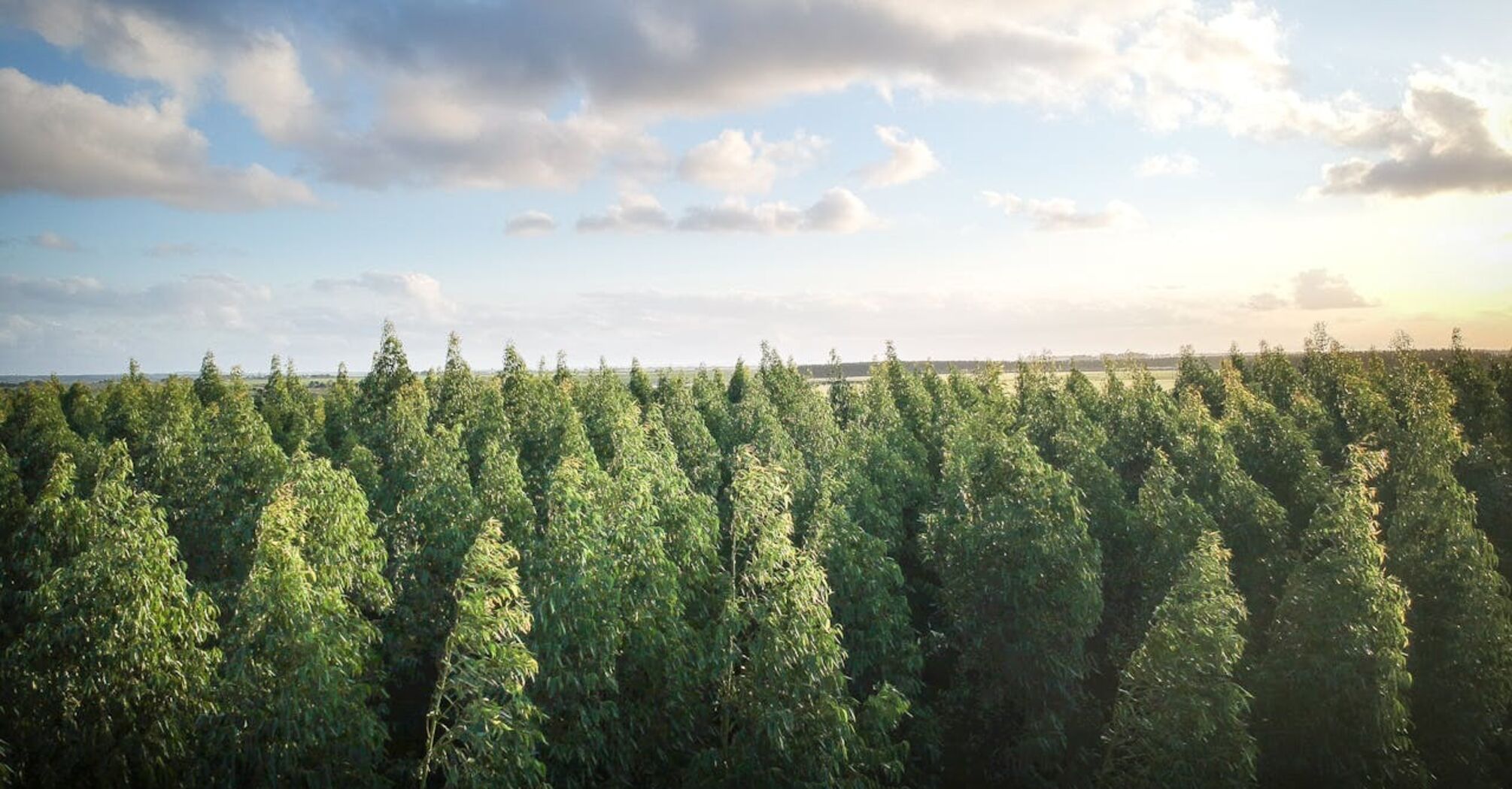 Ученые из США обнаружили самый старый в мире лес вблизи Нью-Йорка: ему уже 386 миллионов лет