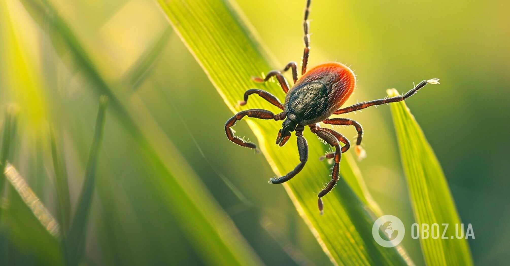 Half of the products do not work: how to protect cats and dogs from tick bites