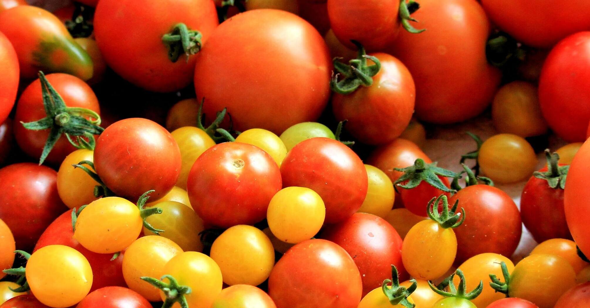 How to preserve tomatoes properly